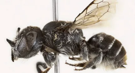 20 yıl sonra gelen keşif: Boynuzlu “Lucifer” arısı biyoçeşitlilik alarmı veriyor!