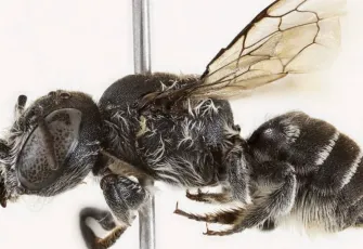 20 yıl sonra gelen keşif: Boynuzlu “Lucifer” arısı biyoçeşitlilik alarmı veriyor!