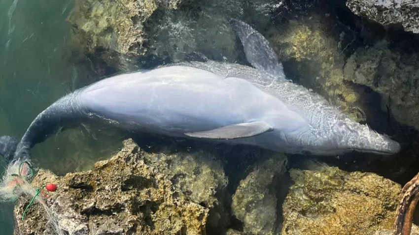 İzmir’de balıkçı ağlarına takılan yunus karaya vurdu