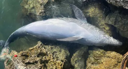 İzmir’de balıkçı ağlarına takılan yunus karaya vurdu