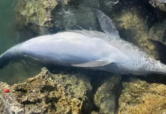 İzmir’de balıkçı ağlarına takılan yunus karaya vurdu