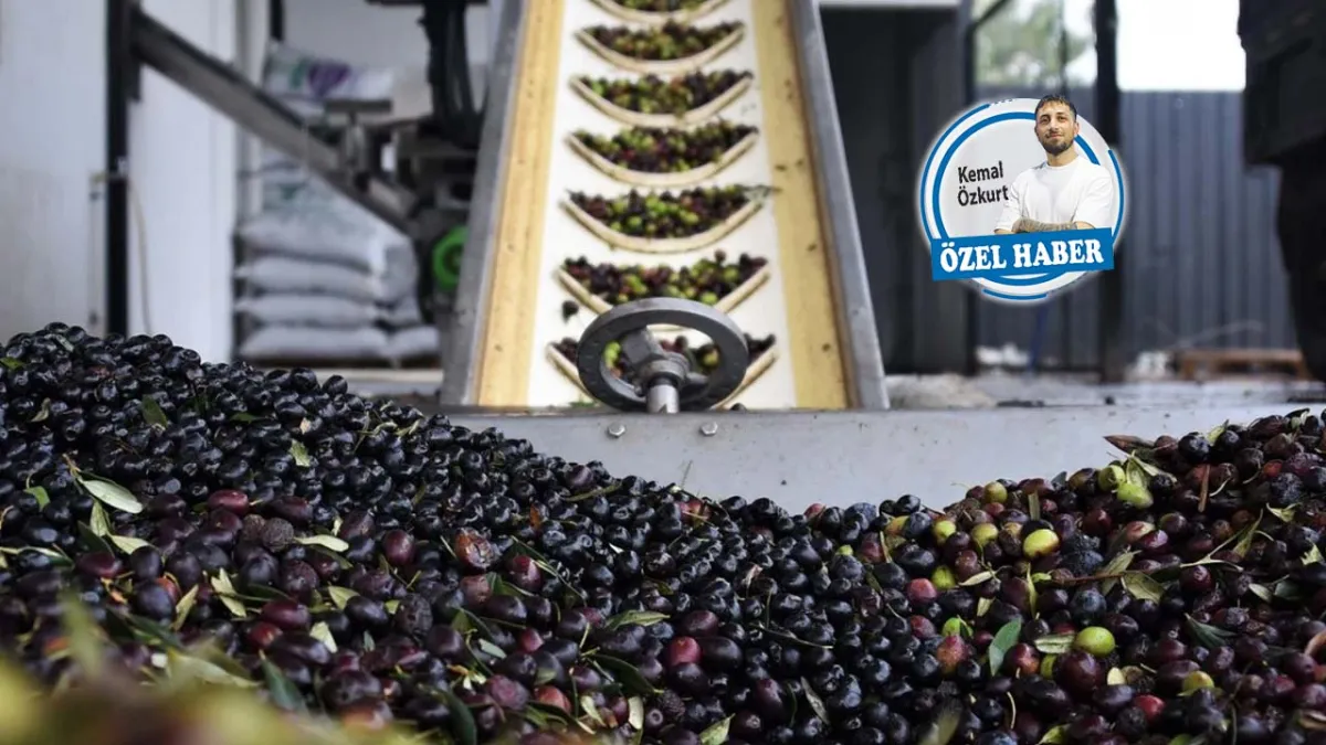 Soma zeytininde verim düştü, umut markalaşmada! haberinin görseli