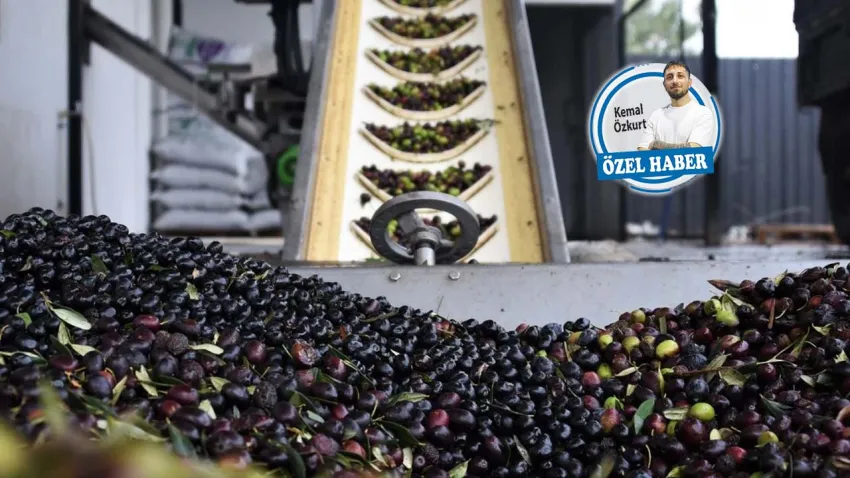 Soma zeytininde verim düştü, umut markalaşmada!