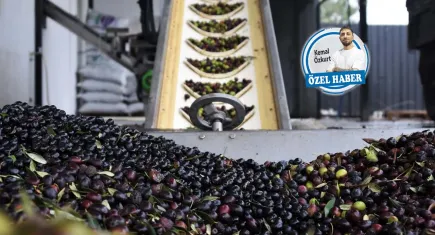 Soma zeytininde verim düştü, umut markalaşmada!