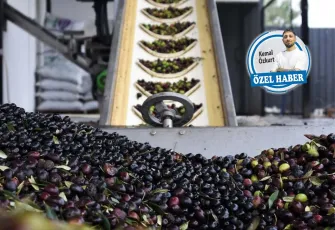 Soma zeytininde verim düştü, umut markalaşmada!