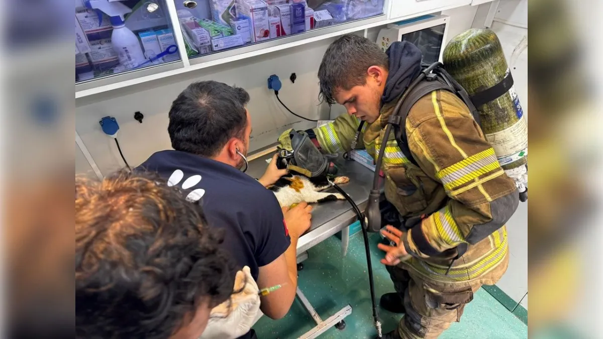 İzmir haber: Konak'taki can dostları itfaiye ekiplerince kurtarıldı haberinin görseli