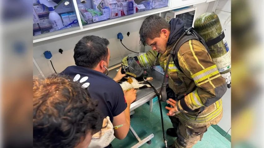 İzmir haber: Konak'taki can dostları itfaiye ekiplerince kurtarıldı