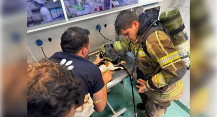 İzmir haber: Konak'taki can dostları itfaiye ekiplerince kurtarıldı