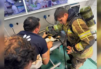 İzmir haber: Konak'taki can dostları itfaiye ekiplerince kurtarıldı