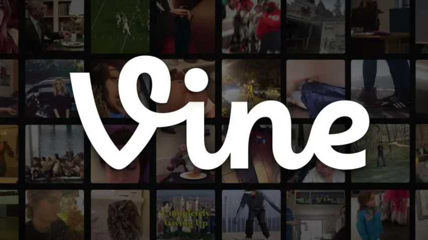 vine