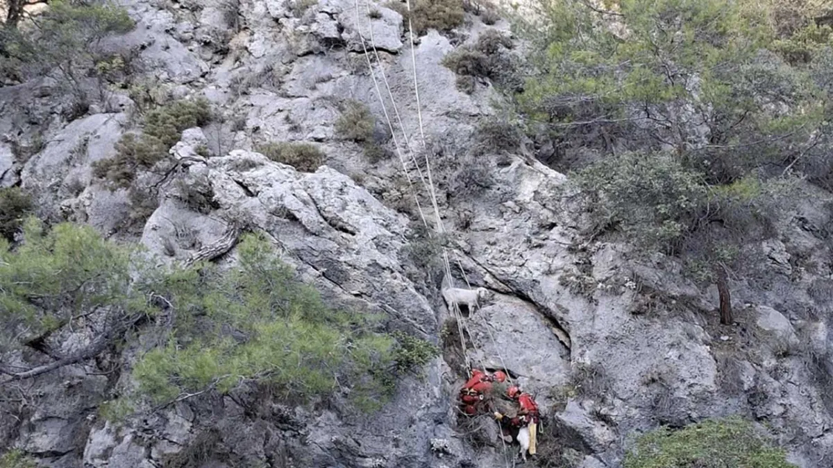 Fethiye'de kayalıkta mahsur kalan 4 keçiyi, AKUT kurtardı haberinin görseli