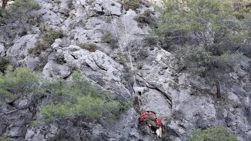 Fethiye'de kayalıkta mahsur kalan 4 keçiyi, AKUT kurtardı haberinin görseli