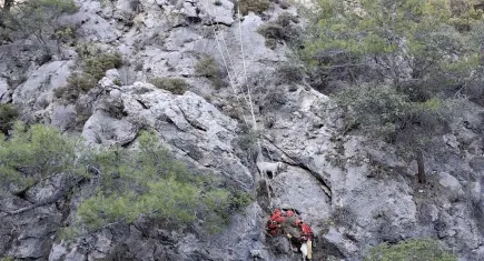 Fethiye'de kayalıkta mahsur kalan 4 keçiyi, AKUT kurtardı