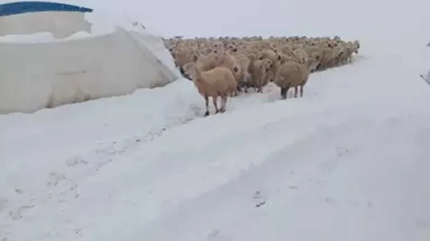 Üzerinde kar biriken çadır çöktü, 8 koyun öldü haberinin görseli