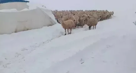 Üzerinde kar biriken çadır çöktü, 8 koyun öldü