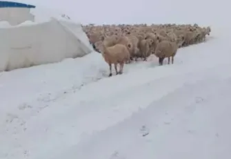 Üzerinde kar biriken çadır çöktü, 8 koyun öldü