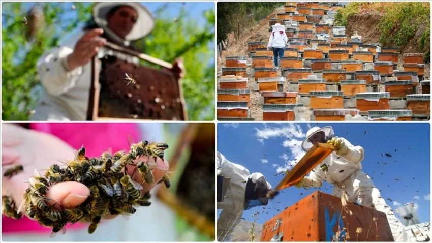 Doğu Karadeniz’in balı Dünya Pazarında