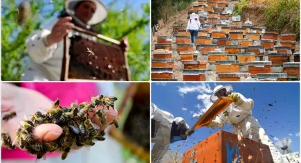 Doğu Karadeniz’in balı Dünya Pazarında