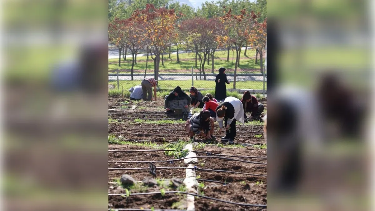İzmir'de mahalle bostanlarında kış dikimleri başladı haberinin görseli