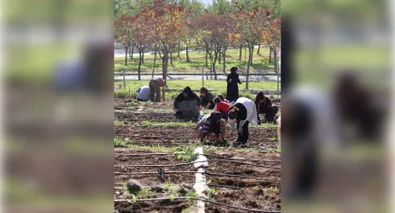 İzmir'de mahalle bostanlarında kış dikimleri başladı