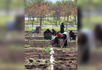 İzmir'de mahalle bostanlarında kış dikimleri başladı