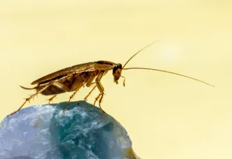 Kış geldi, tehlike kapıda: Uzmanlar evlerde artan hamam böceği riskinin 3 kritik nedenini açıkladı