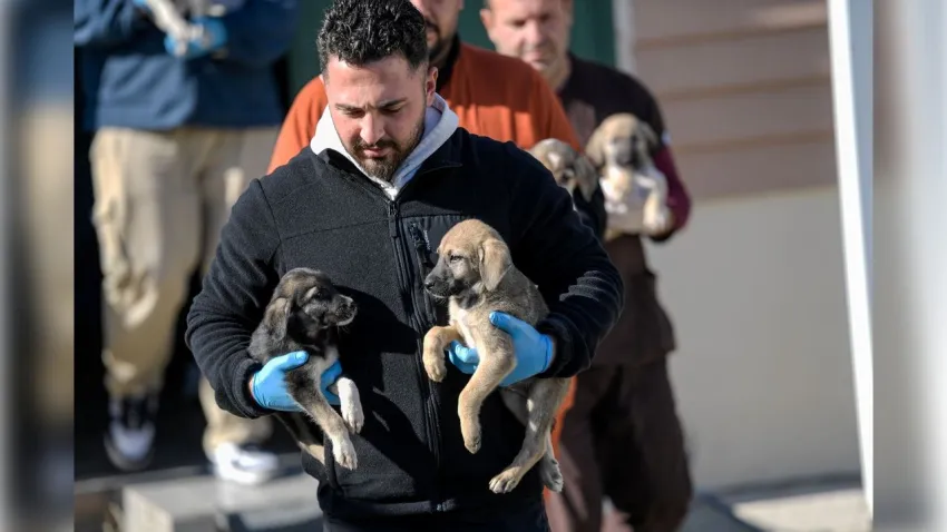 Yangında hayatını kaybeden kadının kedilerini Büyükşehir sahiplendi