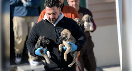Yangında hayatını kaybeden kadının kedilerini Büyükşehir sahiplendi