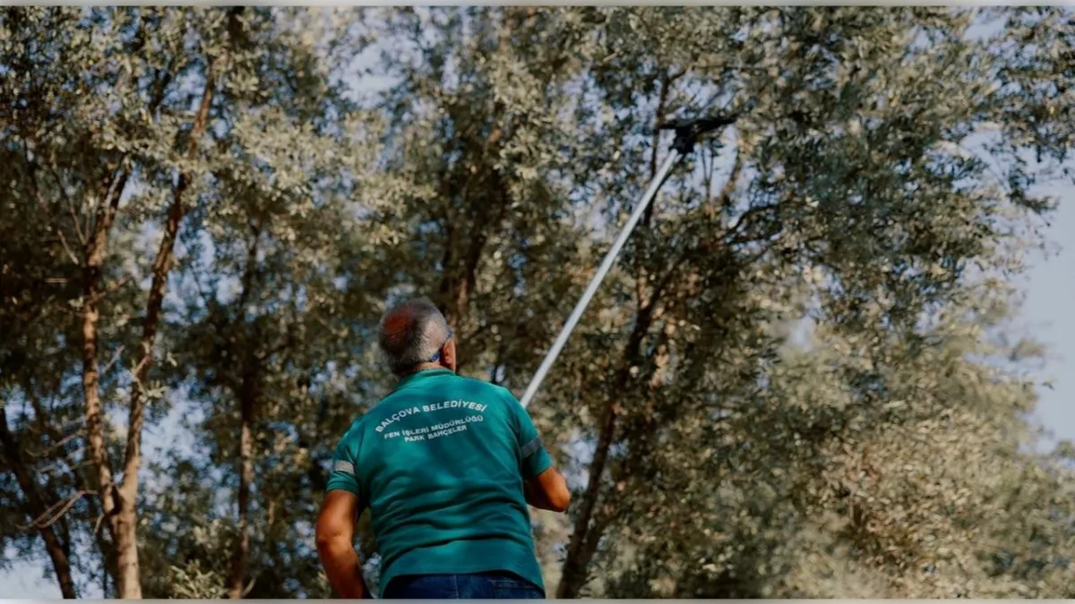 Balçova’da zeytin bereketi kent sofralarına dönüyor haberinin görseli