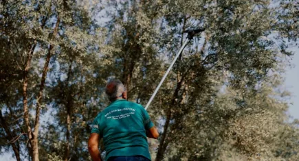 Balçova’da zeytin bereketi kent sofralarına dönüyor