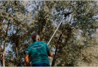 Balçova’da zeytin bereketi kent sofralarına dönüyor