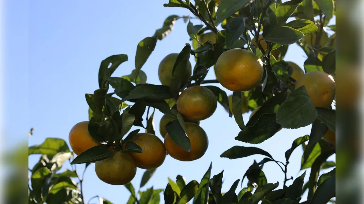 Ekim'de mandalinada rekor haberinin görseli