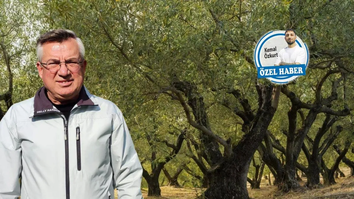 İklim değişikliği zeytinin  haritasını yeniden çiziyor haberinin görseli