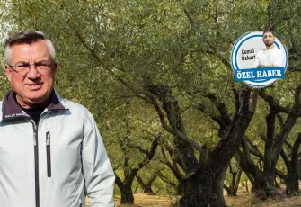 İklim değişikliği zeytinin  haritasını yeniden çiziyor