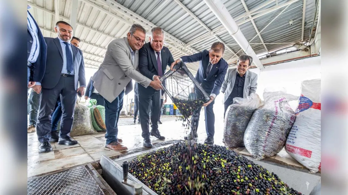 Urla Zeytin Festivali için gün sayıyor haberinin görseli