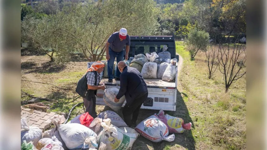 Bornova Belediyesi’nden üreticiye büyük destek: Zeytin dalından sofraya ücretsiz ulaşım
