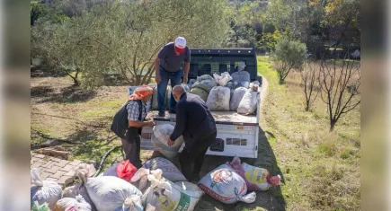 Bornova Belediyesi’nden üreticiye büyük destek: Zeytin dalından sofraya ücretsiz ulaşım