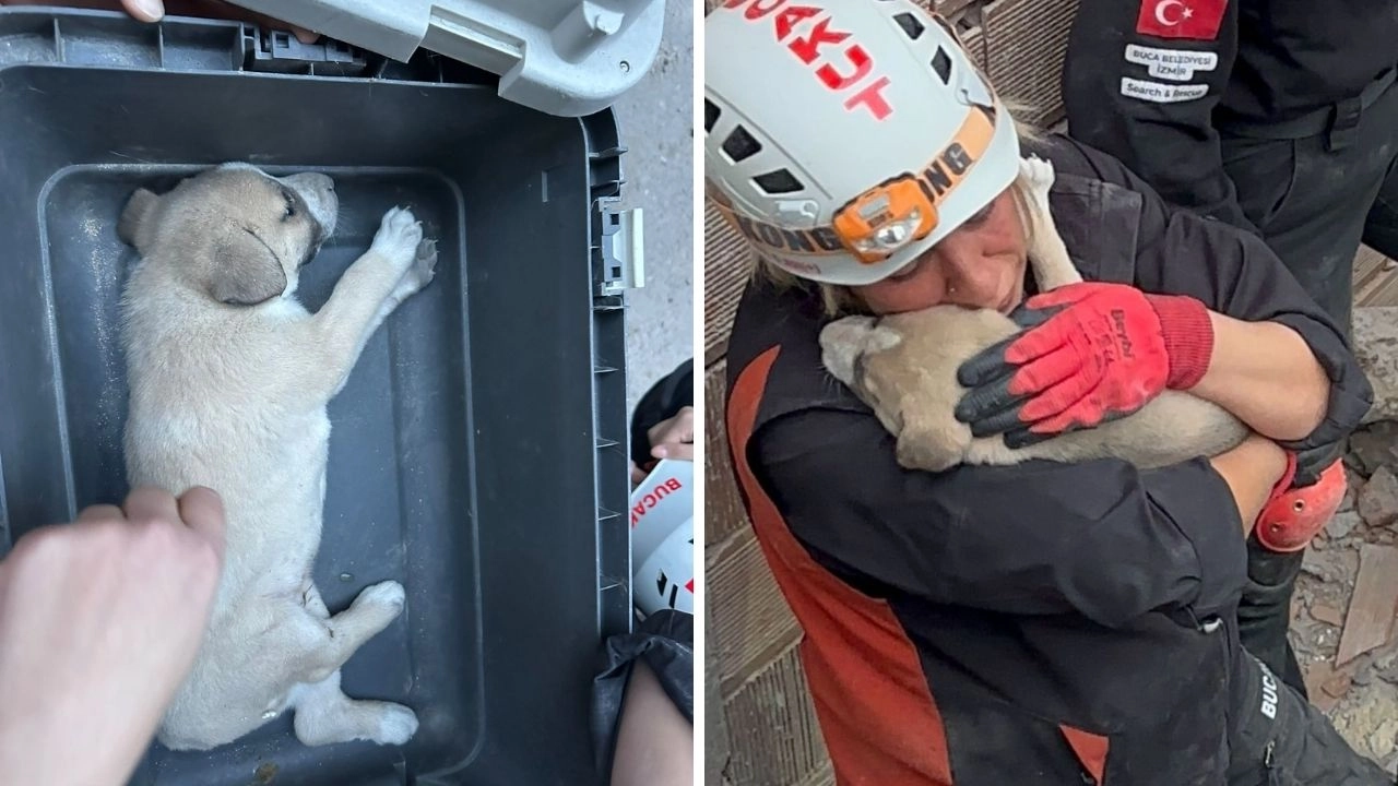 Buca’da enkaz altında kalan yavru köpeği BUCAKUT kurtardı başlıklı video haberin görseli