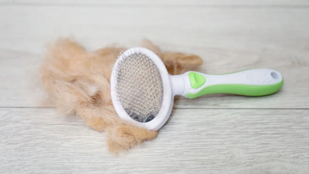 Kedi ve köpek tüylerine son: Temizliği kolaylaştıran basit ama güçlü tüy toplama taktikleri haberinin görseli