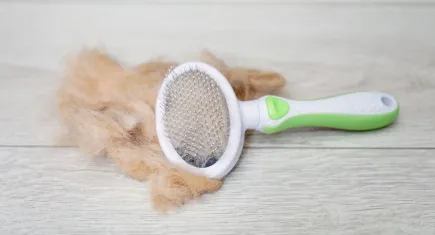 Kedi ve köpek tüylerine son: Temizliği kolaylaştıran basit ama güçlü tüy toplama taktikleri