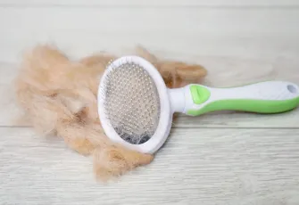 Kedi ve köpek tüylerine son: Temizliği kolaylaştıran basit ama güçlü tüy toplama taktikleri