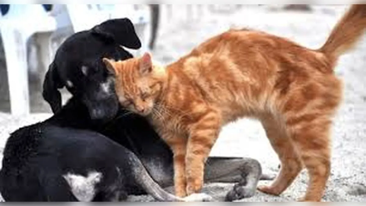 Sokakta kedi ve köpek besleme yasağına tepki: Change.org’da kampanya başlatıldı haberinin görseli