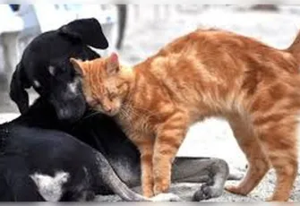 Sokakta kedi ve köpek besleme yasağına tepki: Change.org’da kampanya başlatıldı