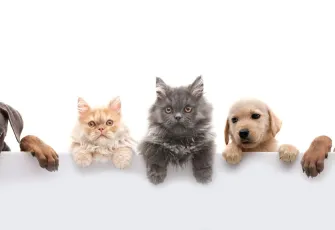 Evcil hayvanlarda mikroçip zorunluluğu uzatıldı: Yeni düzenlemede neler değişti?