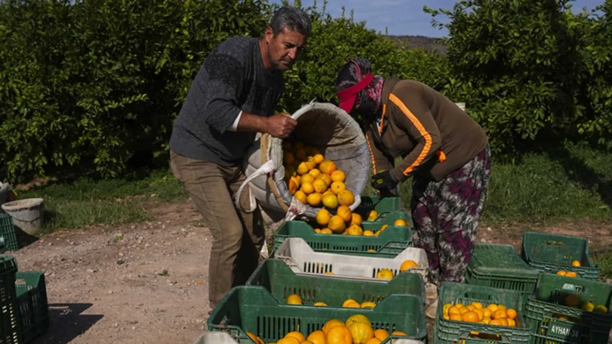 İzmir’de satsuma mandalinası üreticisinin yüzü bu yıl da güldü haberinin görseli