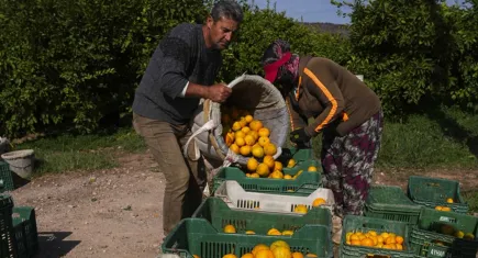 İzmir’de satsuma mandalinası üreticisinin yüzü bu yıl da güldü