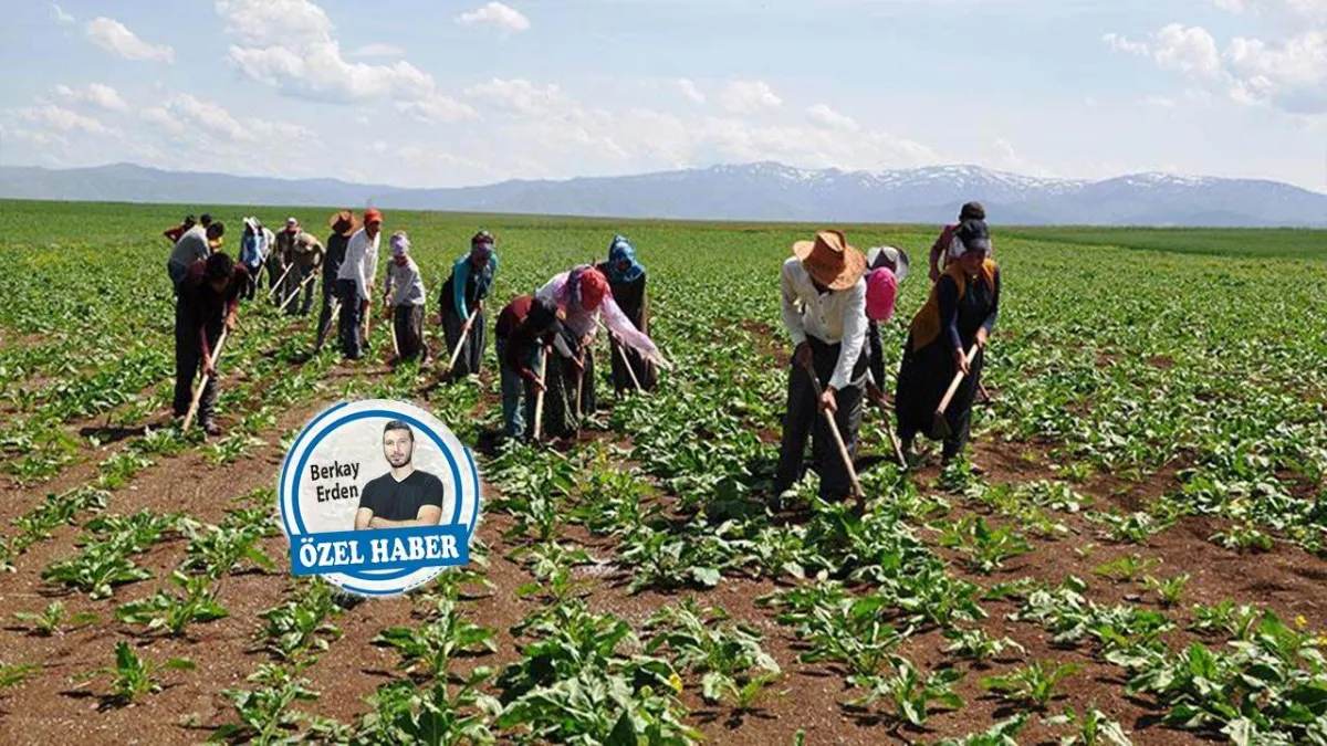 Tarım işçisinin emeği var, hakkı yok  haberinin görseli