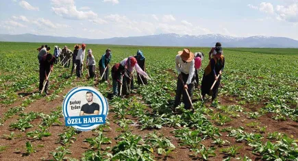 Tarım işçisinin emeği var, hakkı yok 