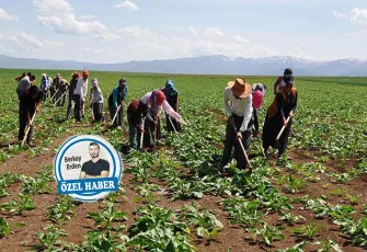 Tarım işçisinin emeği var, hakkı yok 