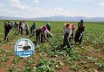 Tarım işçisinin emeği var, hakkı yok 